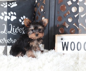 Yorkshire Terrier Puppy for sale in MOUNT VERNON, OH, USA
