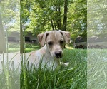Small #1 Labrador Retriever Mix
