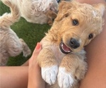 Puppy Maple Goldendoodle
