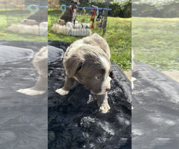 Medium Photo #7 American Staffordshire Terrier-Labrador Retriever Mix Puppy For Sale in Holly Springs, NC, USA