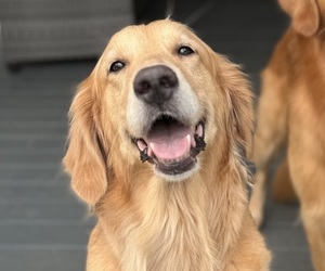 Mother of the Golden Retriever puppies born on 10/02/2026