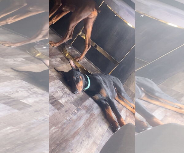 Medium Photo #1 Doberman Pinscher Puppy For Sale in Buffalo, MN, USA