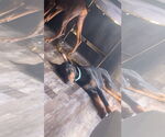 Small Doberman Pinscher