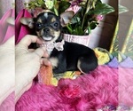 Small #4 Chihuahua