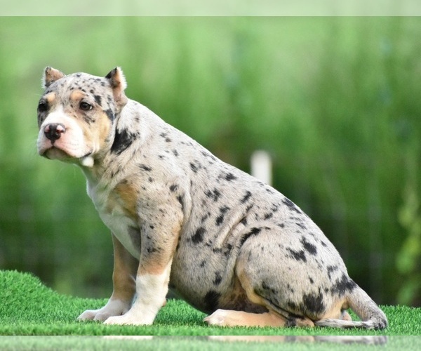 Medium Photo #13 American Bully Puppy For Sale in CLEVELAND, GA, USA