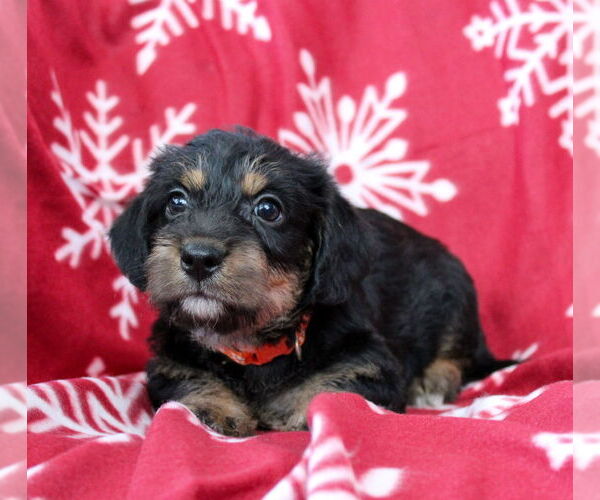 Medium Photo #3 Dachshund-Unknown Mix Puppy For Sale in Weston, FL, USA
