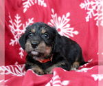 Small #2 Dachshund Mix