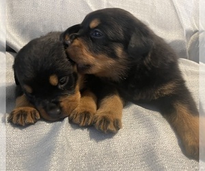 Rottweiler Puppy for sale in WEST SACRAMENTO, CA, USA