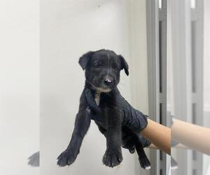 German Shepherd Dog-Unknown Mix Dogs for adoption in Pasadena, TX, USA