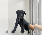 Small German Shepherd Dog Mix