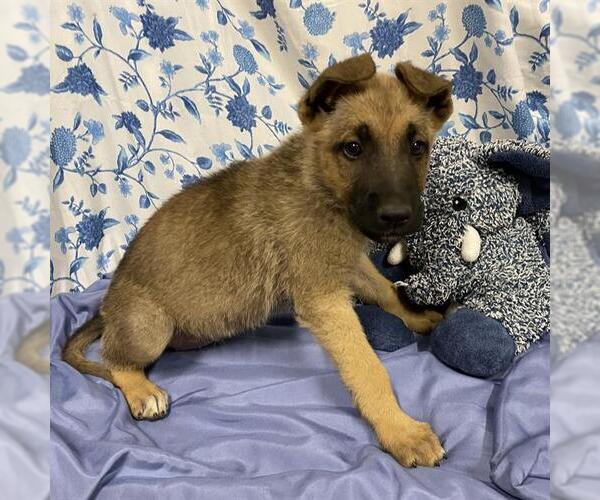 Medium Photo #1 German Shepherd Dog-Unknown Mix Puppy For Sale in Modesto, CA, USA