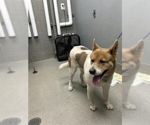 Akita-Shiba Inu Mix Dogs for adoption in Las Vegas, NV, USA