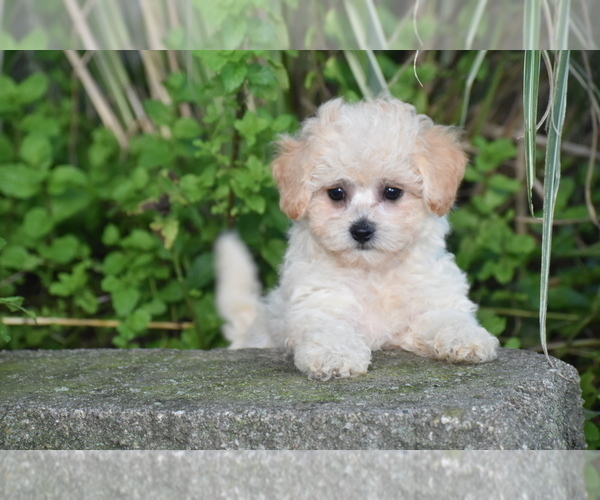Medium Photo #1 Bichpoo Puppy For Sale in ELDORADO, OH, USA