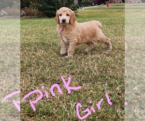 Poodle (Standard) Puppy for sale in OKLAHOMA CITY, OK, USA