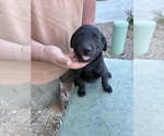 Small #4 Labrador Retriever