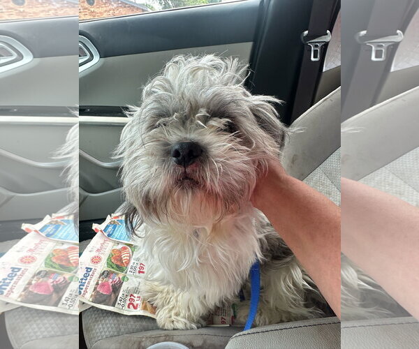 Medium Photo #4 Shih Apso Puppy For Sale in Grafton, WI, USA