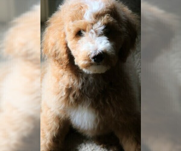 Medium Photo #4 Goldendoodle Puppy For Sale in MISSOULA, MT, USA