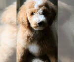 Small Photo #4 Goldendoodle Puppy For Sale in MISSOULA, MT, USA