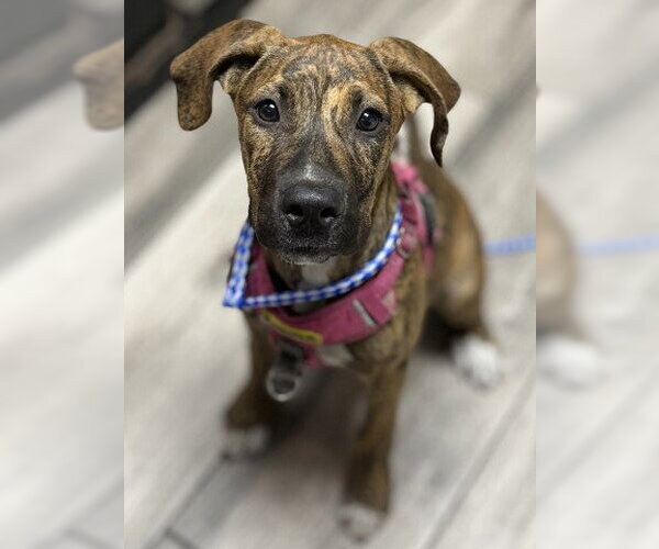 Medium Photo #1 Great Dane-Unknown Mix Puppy For Sale in Redlands, CA, USA