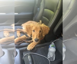 Golden Retriever Puppy for sale in WATERTOWN, WI, USA