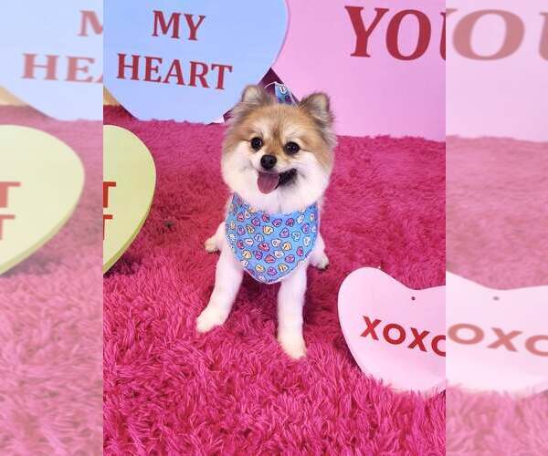 Medium Photo #2 Pomeranian Puppy For Sale in Lee's Summit, MO, USA