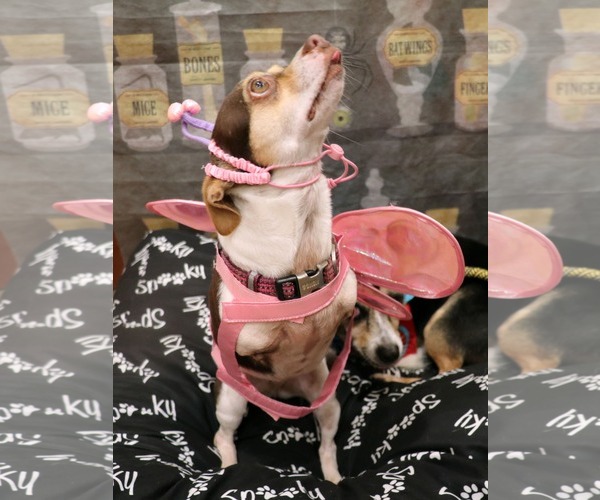 Medium Photo #2 Chihuahua Puppy For Sale in Victorville, CA, USA