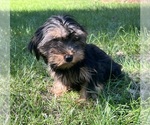 Small Photo #8 Yorkshire Terrier Puppy For Sale in DURHAM, CT, USA