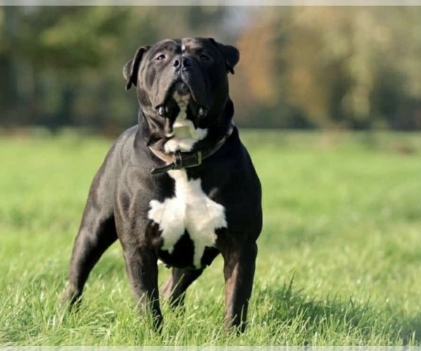 Medium Photo #1 American Bully Puppy For Sale in PORT ORCHARD, WA, USA