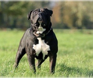Father of the American Bully puppies born on 07/16/2025