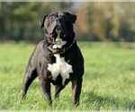Small Photo #1 American Bully Puppy For Sale in PORT ORCHARD, WA, USA