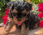Small Photo #44 Yorkipoo Puppy For Sale in GOSHEN, IN, USA