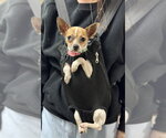 Small Photo #3 Chihuahua Puppy For Sale in Mundelein, IL, USA