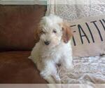 Small #5 Aussie-Poo