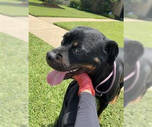 Rottweiler Dogs for adoption in Houston, TX, USA