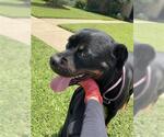 Small Rottweiler