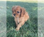 Puppy Daisy Cavalier King Charles Spaniel