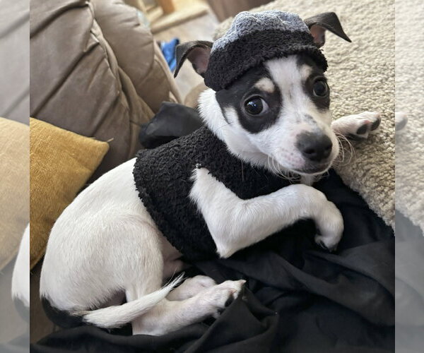 Medium Photo #3 Rat Terrier-Unknown Mix Puppy For Sale in McDonough, GA, USA