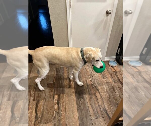 Medium Photo #15 Great Dane-Labrador Retriever Mix Puppy For Sale in Bullard, TX, USA
