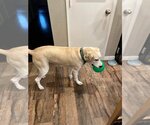 Small #14 Great Dane-Labrador Retriever Mix