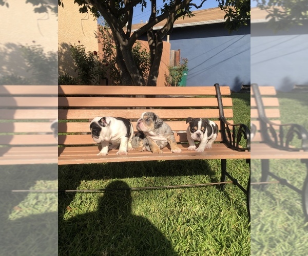 Medium Photo #2 Bulldog Puppy For Sale in HAYWARD, CA, USA