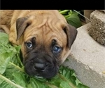 Small Photo #6 Cane Corso Puppy For Sale in ROSEBURG, OR, USA