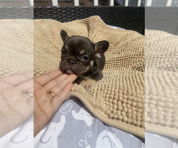 Medium Photo #5 French Bulldog Puppy For Sale in LOWELL, MA, USA