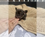 Small Photo #5 French Bulldog Puppy For Sale in LOWELL, MA, USA