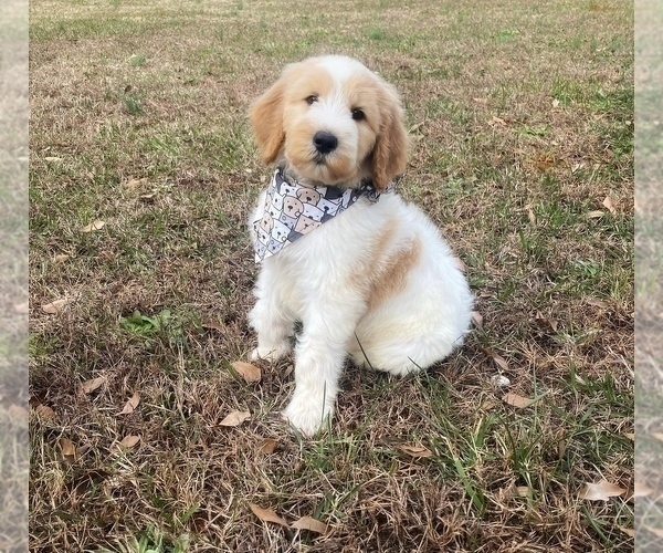 Medium Photo #13 Goldendoodle Puppy For Sale in CHESNEE, SC, USA