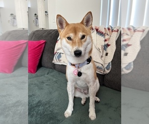 Shiba Inu Puppy for sale in OCEANSIDE, CA, USA