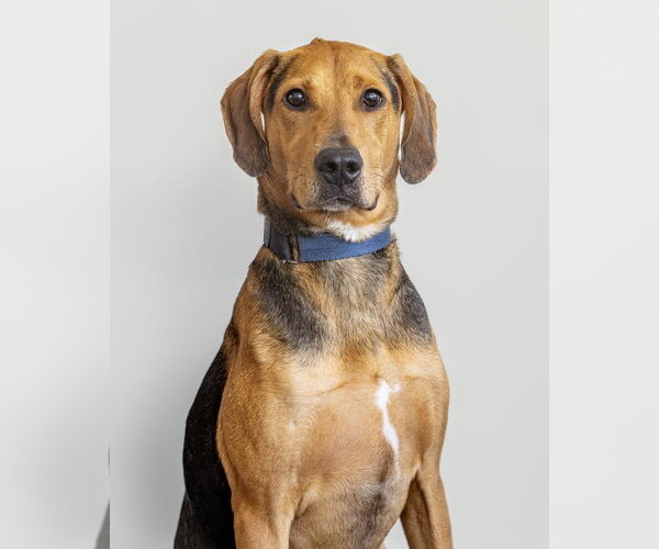 Medium Photo #5 Plott Hound Puppy For Sale in Brewster, NY, USA