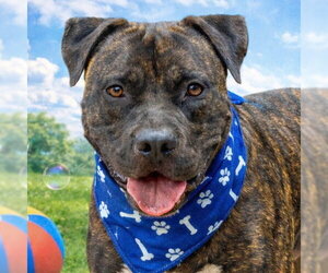 Prancer - Foster or Adopt Me! - Male American Staffordshire Terrier-Unknown Mix Dog for Adoption - Photo #9