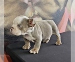 Small Photo #3 English Bulldog Puppy For Sale in RALEIGH, NC, USA