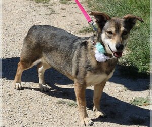 Dorgi Dogs for adoption in Bandera, TX, USA
