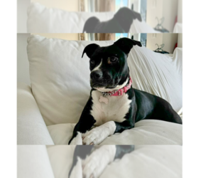 Hurleigh - Female Labrador Retriever-Unknown Mix Dog for Adoption - Photo #4